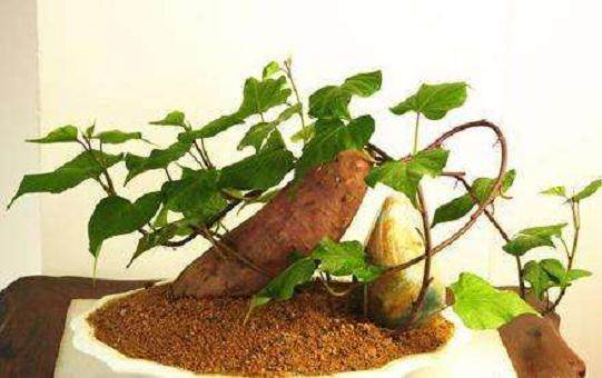 小学生作文:我的盆景日记