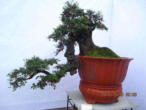 树桩盆景的浇水修剪与施肥