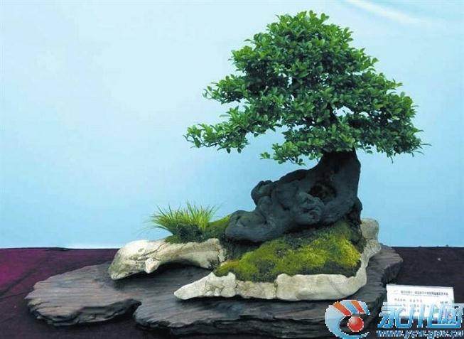 盆景元素在园林景观设计中的应用