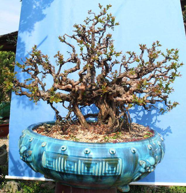 黑骨香微型小品盆景的用盆与几架