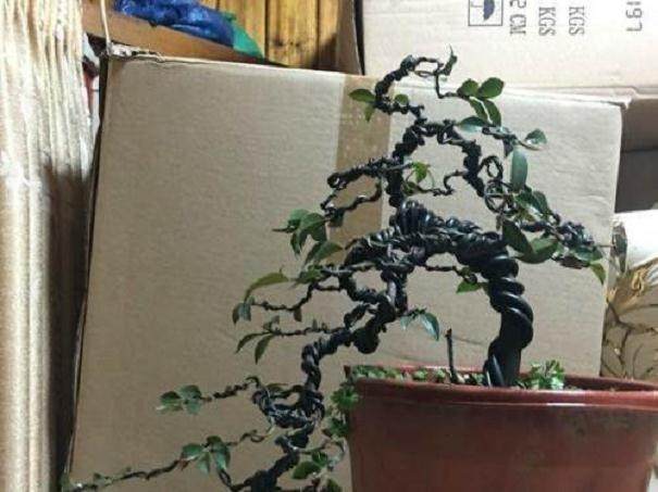 黑骨香微型小品盆景的用盆与几架