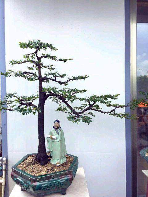 黑骨香微型小品盆景的用盆与几架