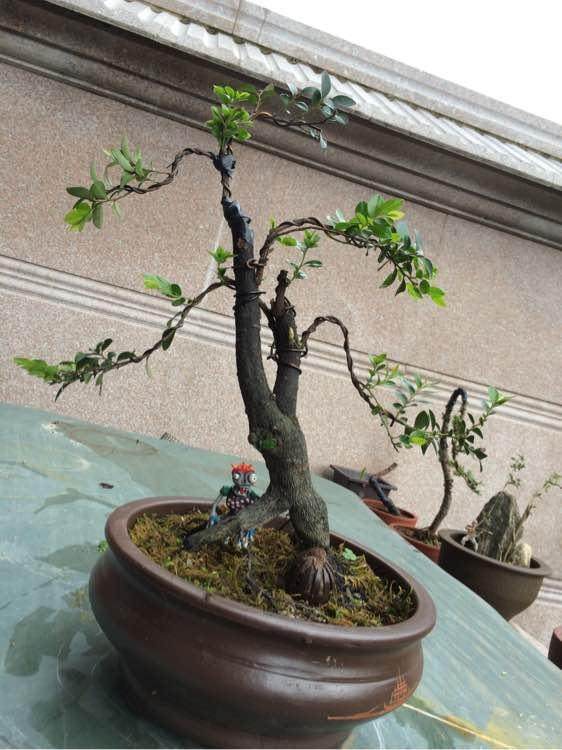 黑骨香微型盆景的立意与造型与上盆与配置