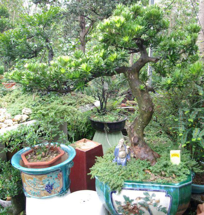 黑骨香微型盆景的立意与造型与上盆与配置