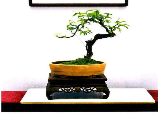 湖北日报传媒集团职工书画盆景作品选