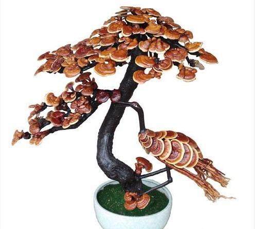灵芝盆景的嫁接培育技术