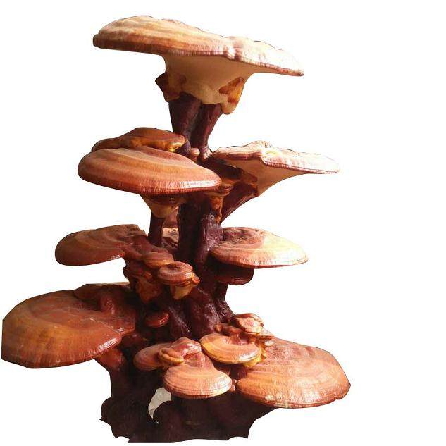 灵芝盆景的造型与装盆固定