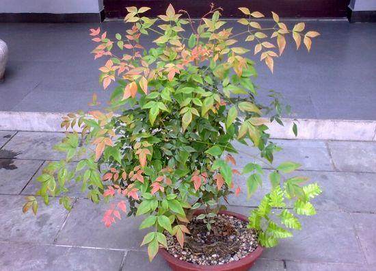 露天盆景的浇水方法要点