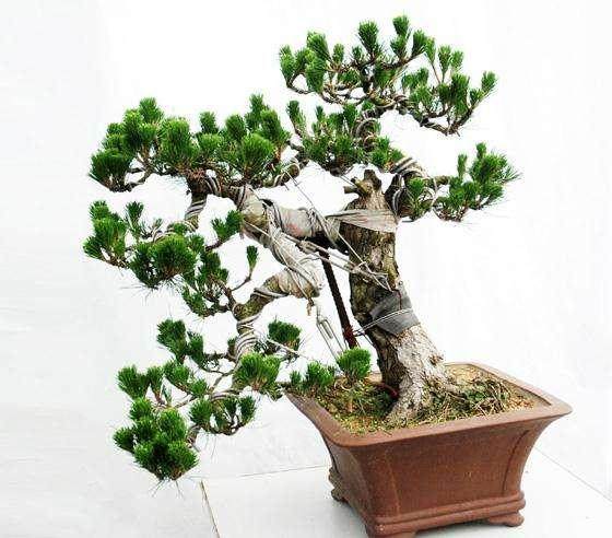 露天盆景的浇水方法要点