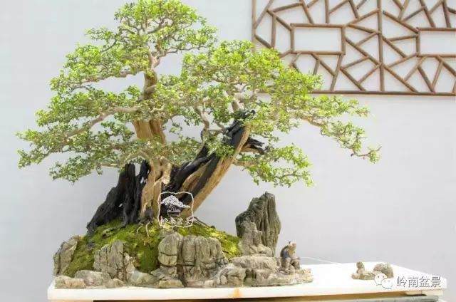 北方地区栽植岭南盆景需要具备一定的养护条件