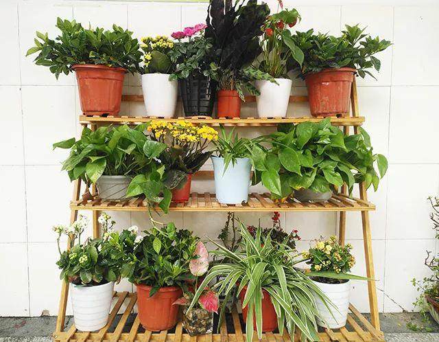 投票！最美盆景式班级投票开始了！