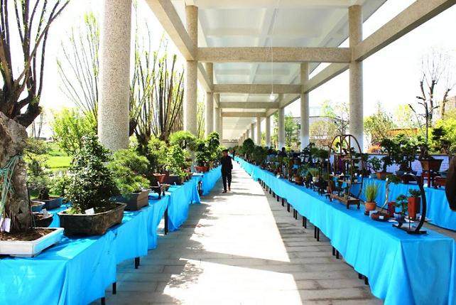 第五届汉中盆景赏石花卉展明日将开幕启动