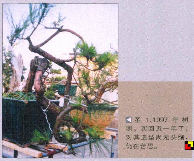 图解 山松盆景作品《翠潜九天》的制作