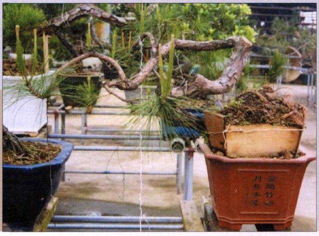 图解 山松盆景作品《翠潜九天》的制作