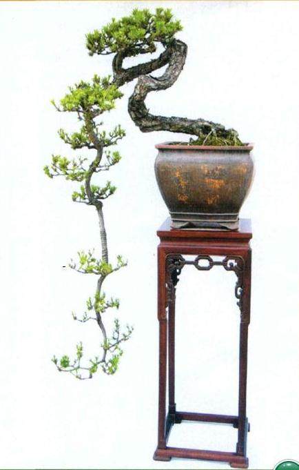 图解 山松盆景作品《翠潜九天》的制作