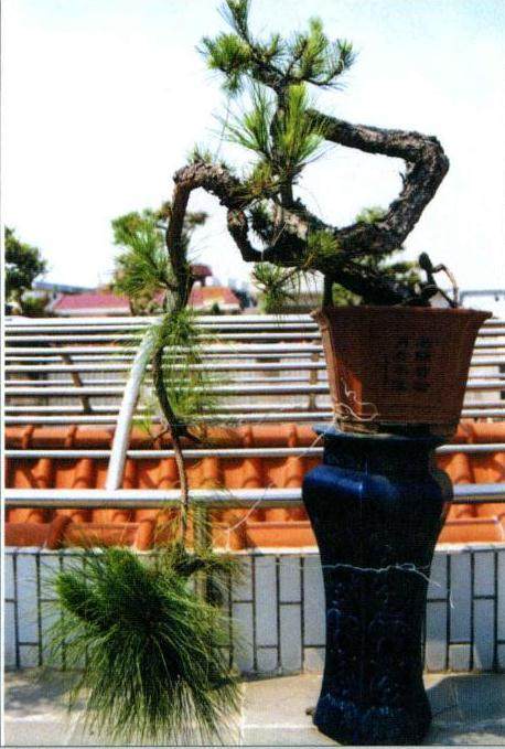 图解 山松盆景作品《翠潜九天》的制作