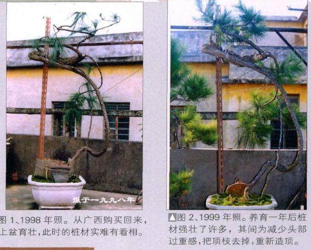 图解 山松盆景作品《泻翠》的制作