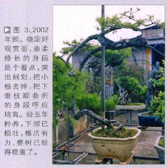 图解 山松盆景作品《泻翠》的制作