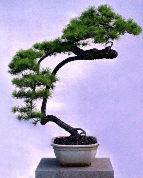 图解 山松盆景作品《泻翠》的制作