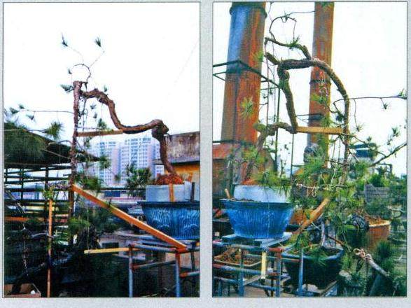 图解 山松盆景作品《松风柳韵》的制作