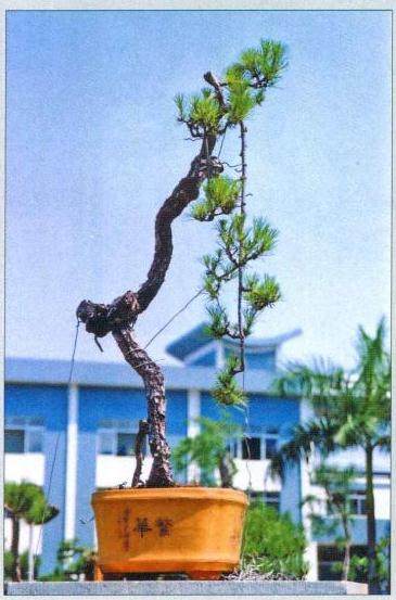 图解 山松盆景作品《松风柳韵》的制作