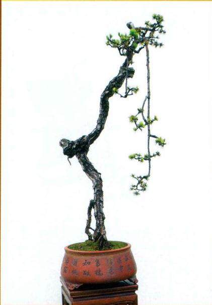 图解 山松盆景作品《松风柳韵》的制作