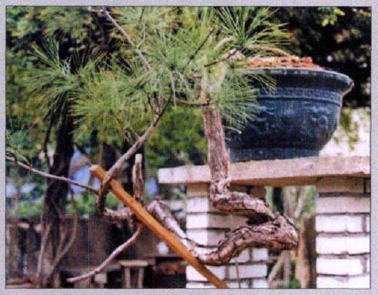 图解 山松盆景作品《恬鹤仙骨》的制作