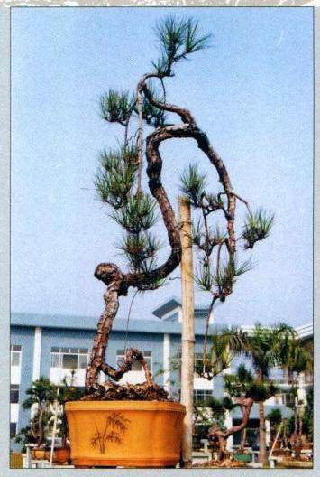 图解 山松盆景作品《恬鹤仙骨》的制作