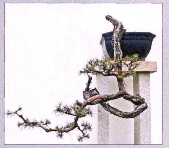 图解 山松盆景作品《恬鹤仙骨》的制作