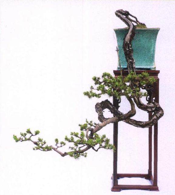 图解 山松盆景作品《恬鹤仙骨》的制作