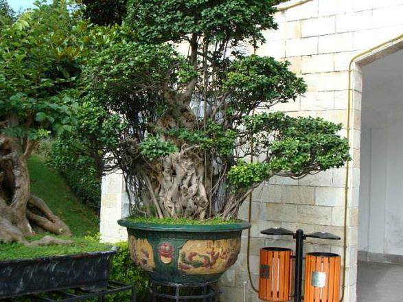 树木盆景的翻盆与换土