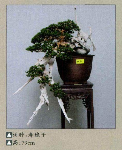 马来西亚全国最大型的盆景雅石展赛会