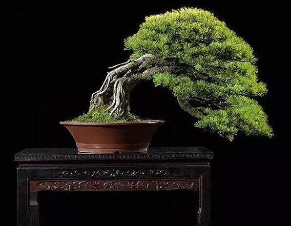 江苏宿迁举办第二届创业文化节盆景展评