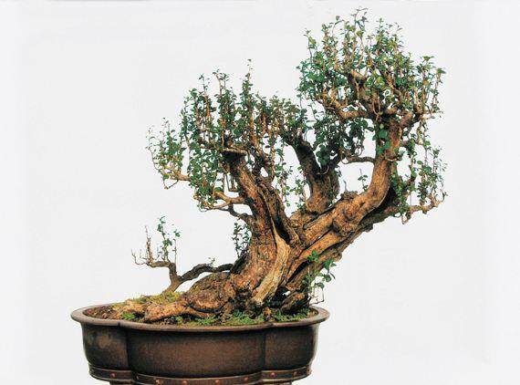 谈下对目前盆景展览的一些感想