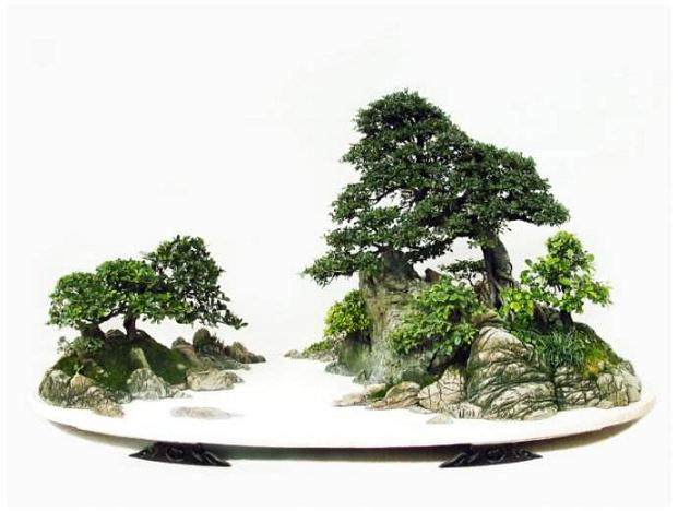 谈下对目前盆景展览的一些感想