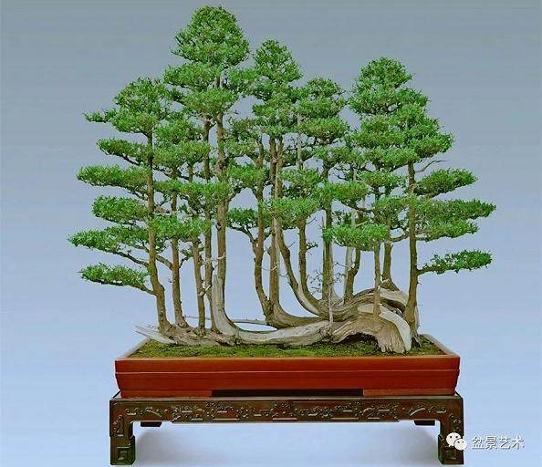 盆景用土如何选择?盆景用土一般有哪几种?