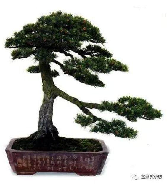 怎样把盆景艺术的流派做到 既对立而又统一？