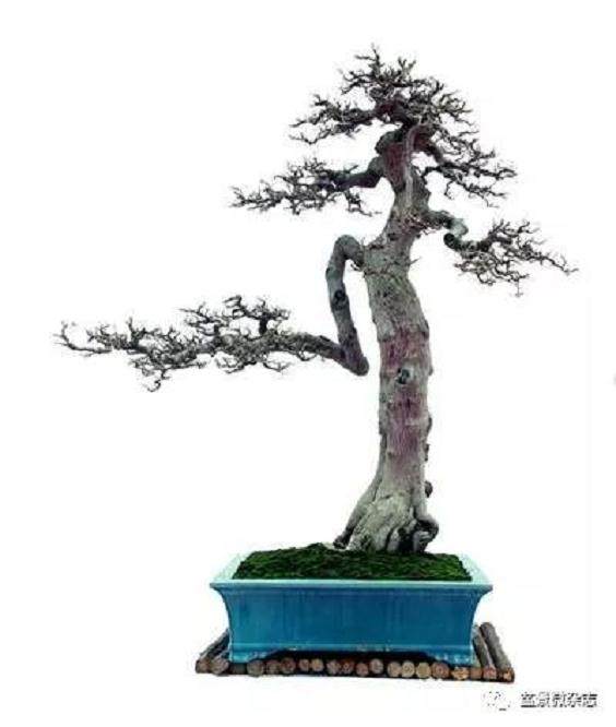 怎样把盆景艺术的流派做到 既对立而又统一？