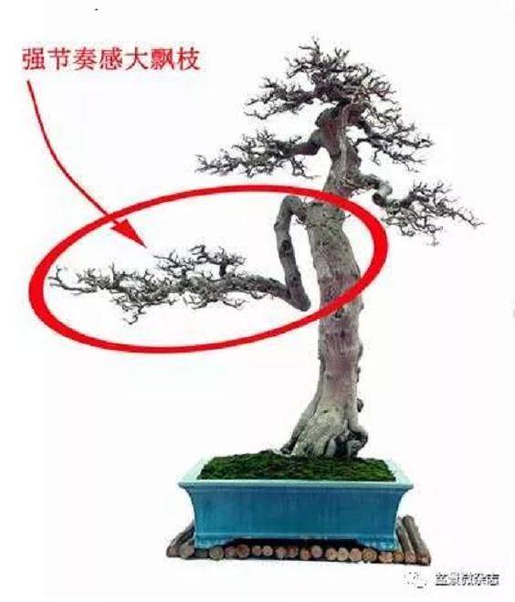 怎样把盆景艺术的流派做到 既对立而又统一？