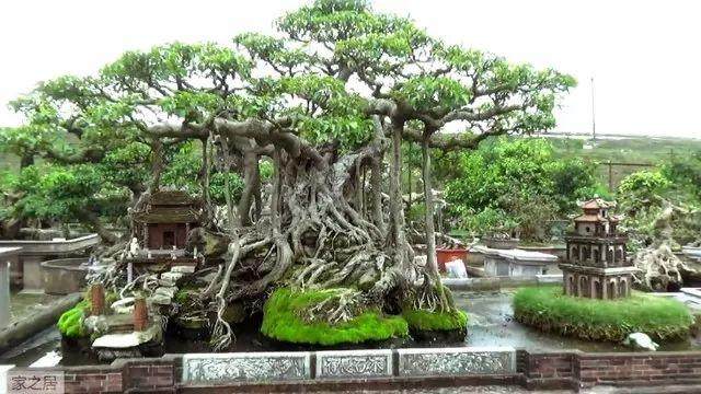 盆景大师用了多长时间才能完成如此大型的盆景作品