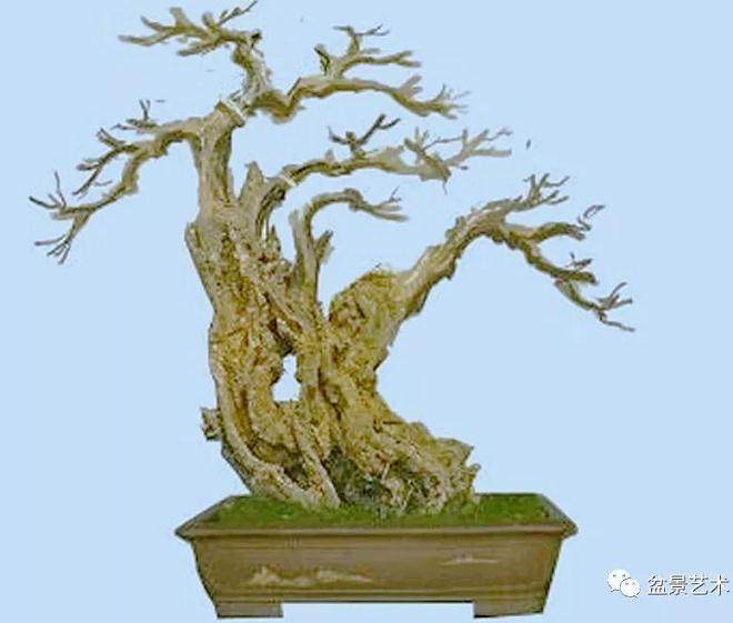 黄荆盆景养护管理有这几条