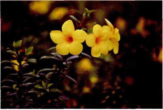 黄蝉夏季生长太快 需要多施氮肥促进生长