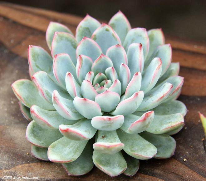 这样的季节 多肉植物却迎来了最美的时光