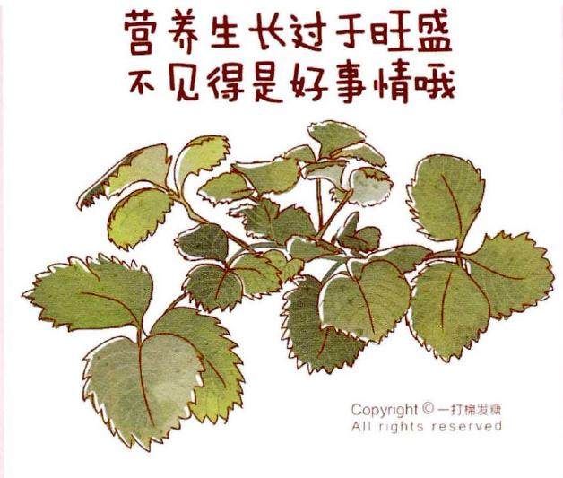 草莓的摘叶梳芽与人工授粉