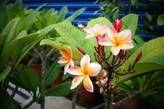 浅谈三色鸡蛋花的养护要点