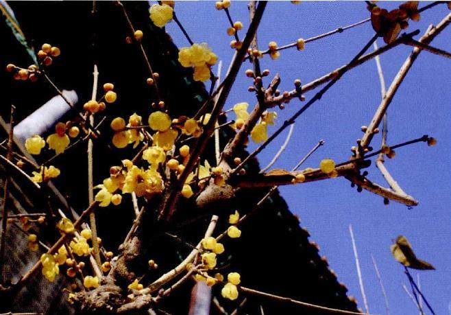 蜡梅的管理要遵循“枝老、花繁、叶茂”的原则