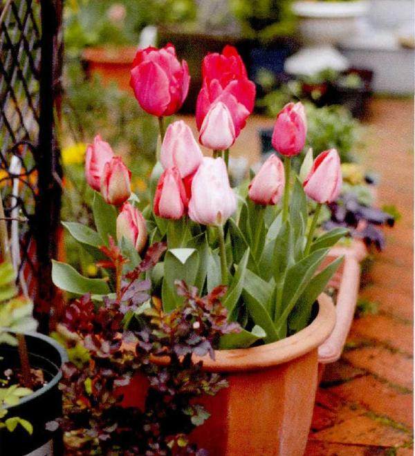 我就从郁金香开始聊聊我种植花卉的经历吧