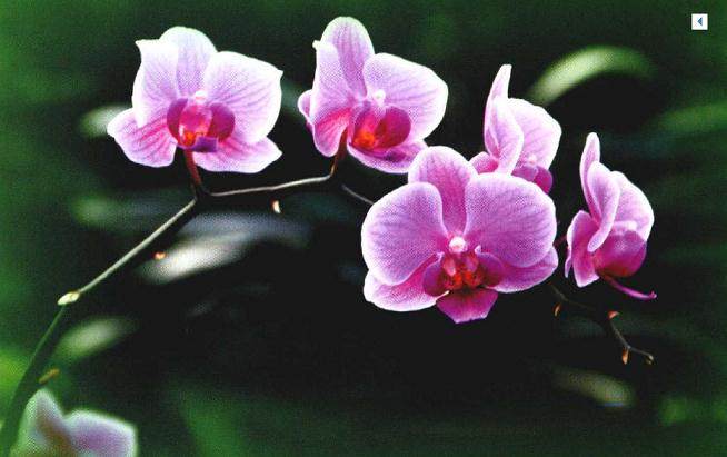 国兰与洋兰作为既传统的花卉 常常成为人们首选的年宵花