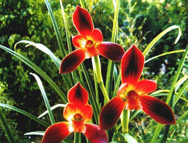 国兰与洋兰作为既传统的花卉 常常成为人们首选的年宵花