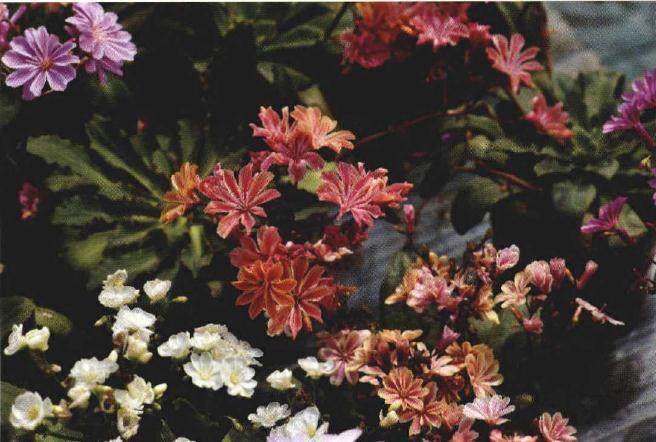 露薇花的4个养护要点